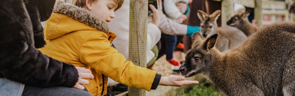 Boy feeding wallaby at Tapnell Farm Park